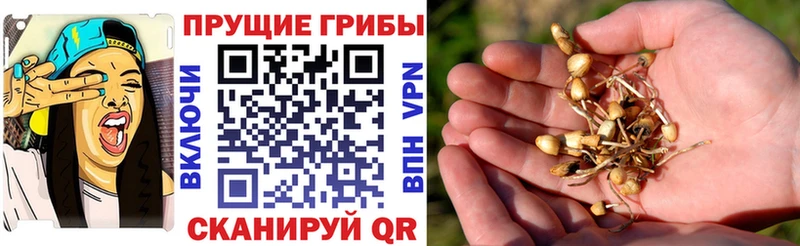 Псилоцибиновые грибы GOLDEN TEACHER Давлеканово